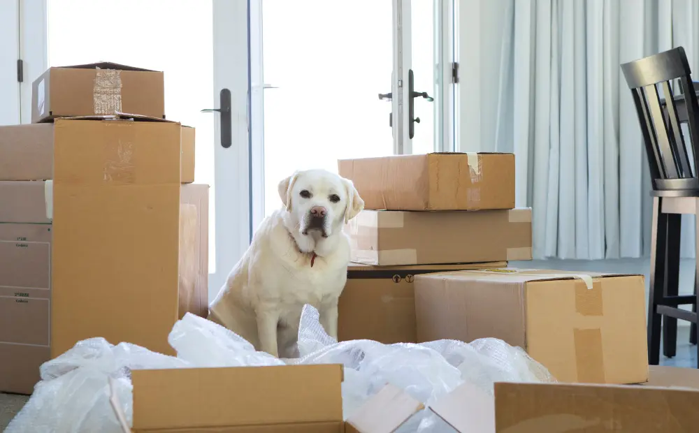 Verpackung und Transport von Möbeln in Wien, Niederösterreich und Burgenland